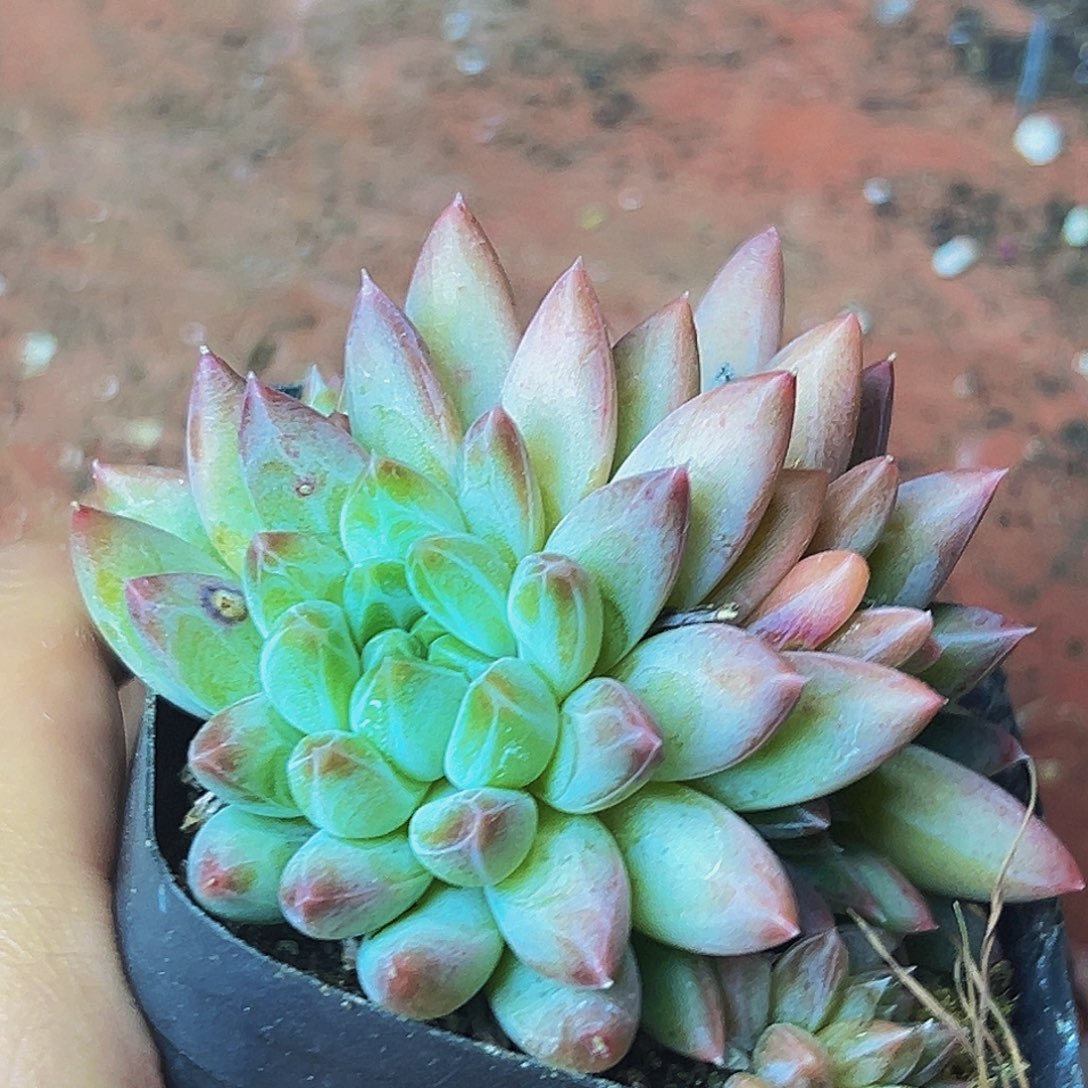 桔云精品多肉植物美人