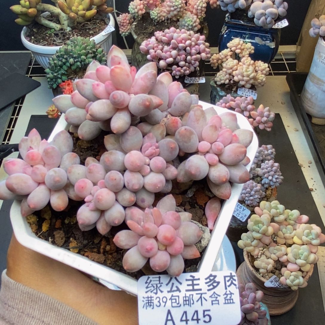 445婴儿手指多肉7c m