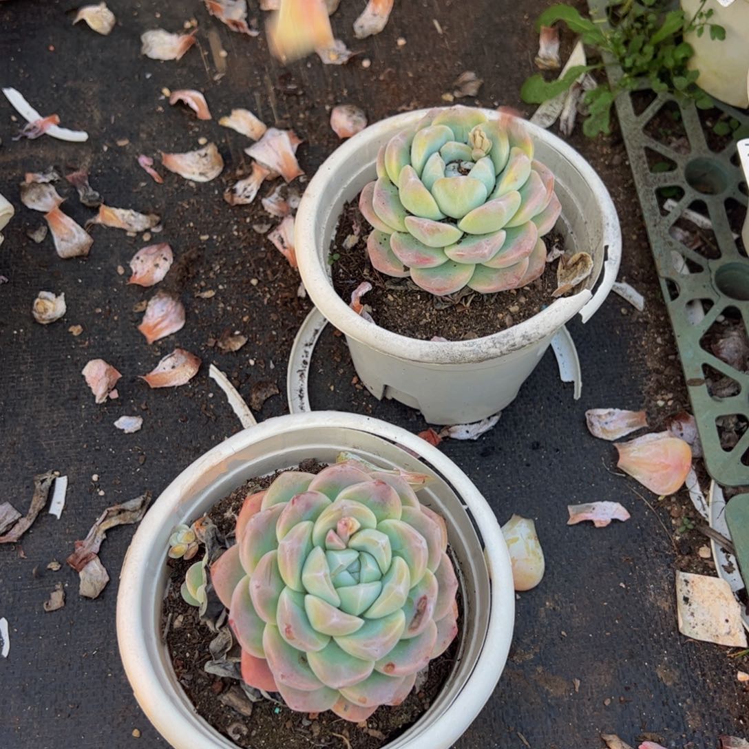 冰玉小单头控养多肉两盆