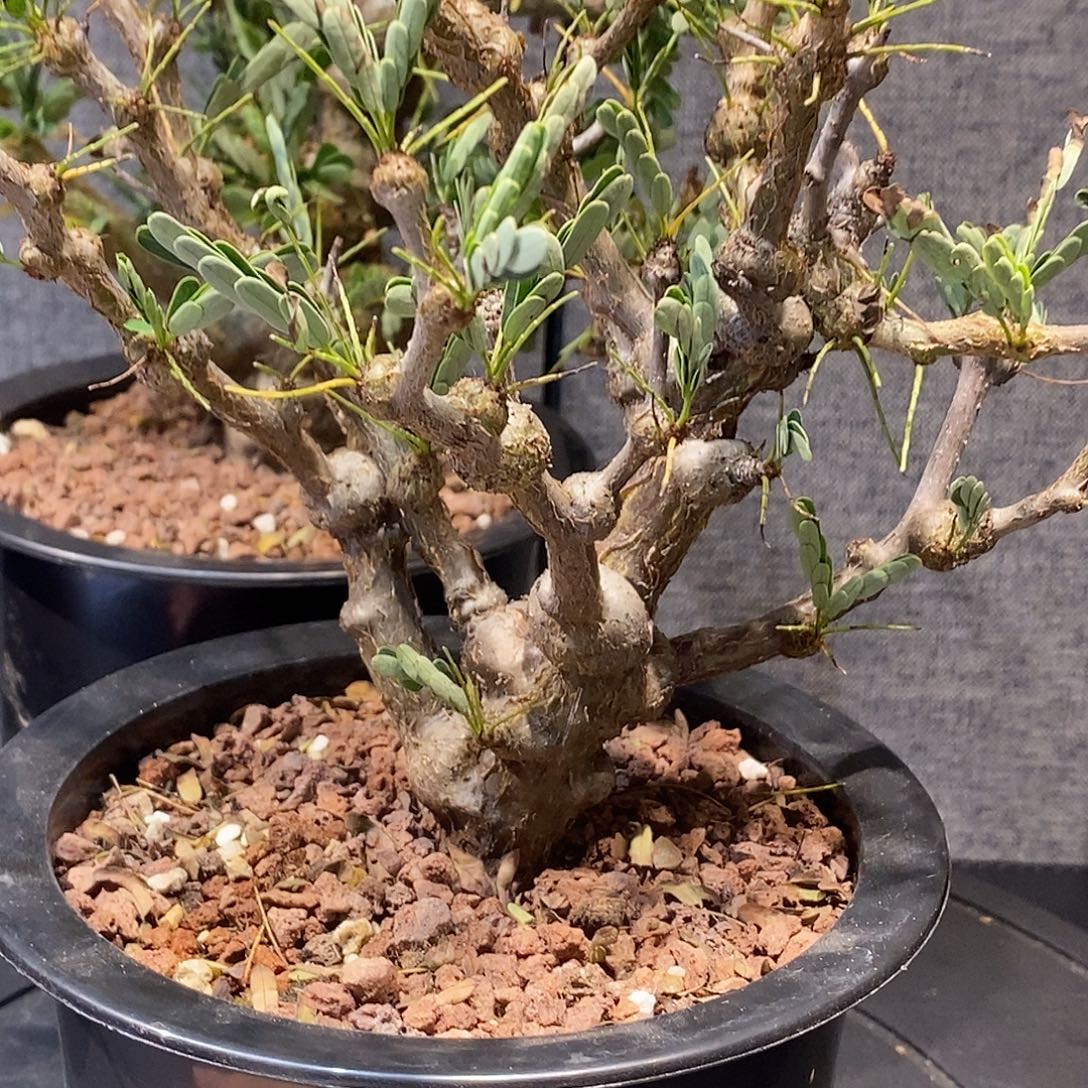 沙漠苏木实生带盆