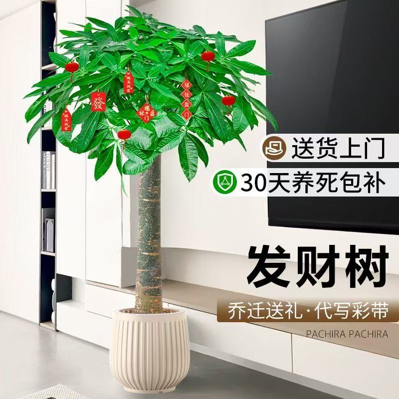 茂盛精品1.7 - 2.0米大型单杆发财树适合室内客厅办公室开业摆放