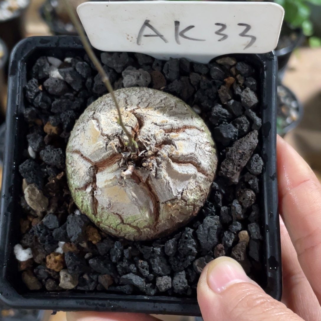 活****道王道专拍，龟甲龙