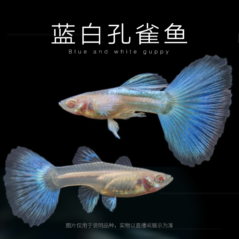 天空蓝蓝白孔雀鱼公母搭配小型热带观赏鱼适合新手好养耐活