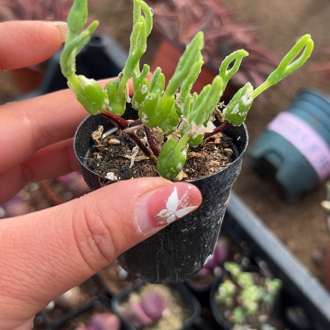 多肉植物冰糕兔耳