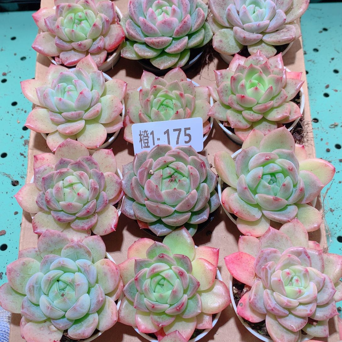 1-175一物一拍多肉带盆18颗