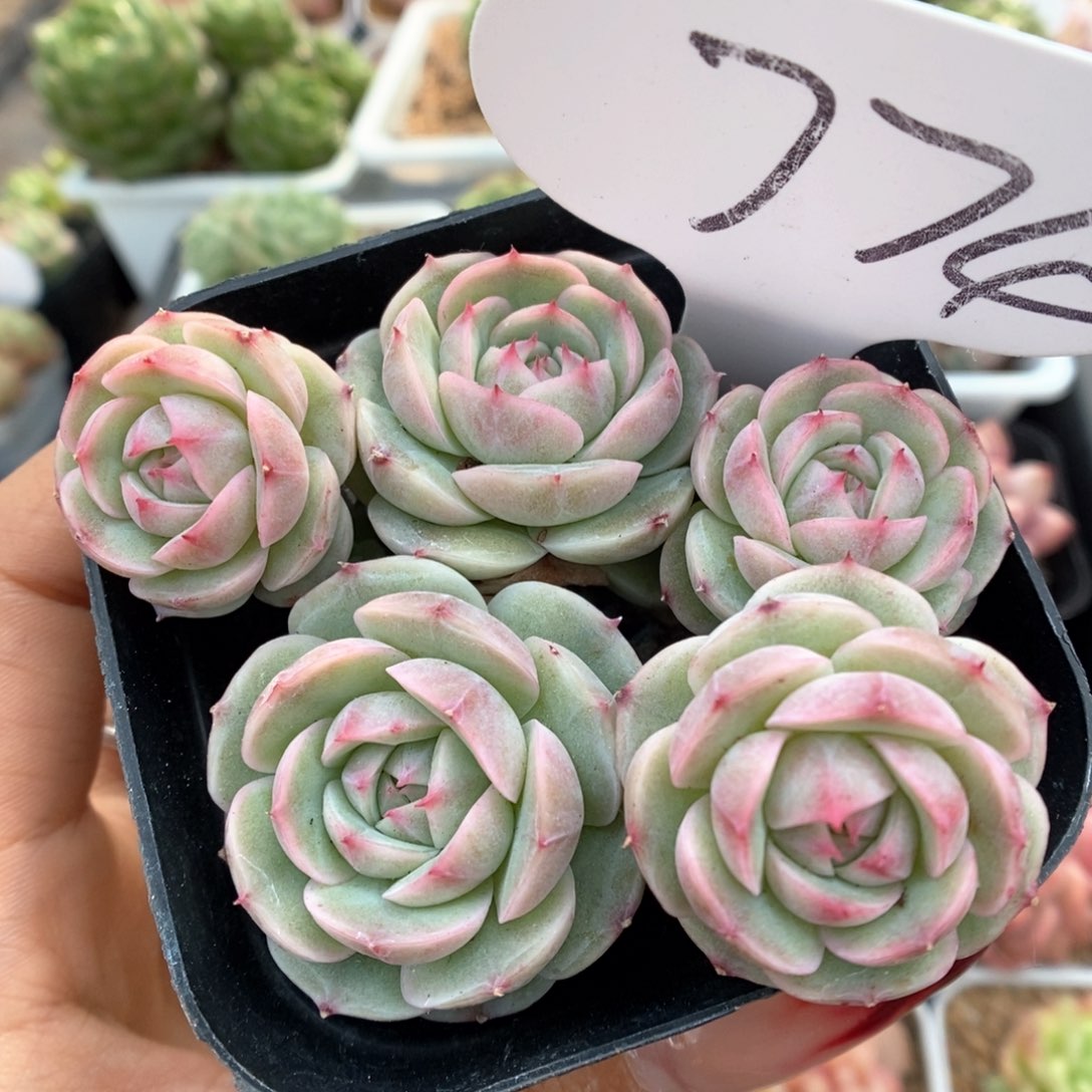 白芷珍妮群生可拍774号