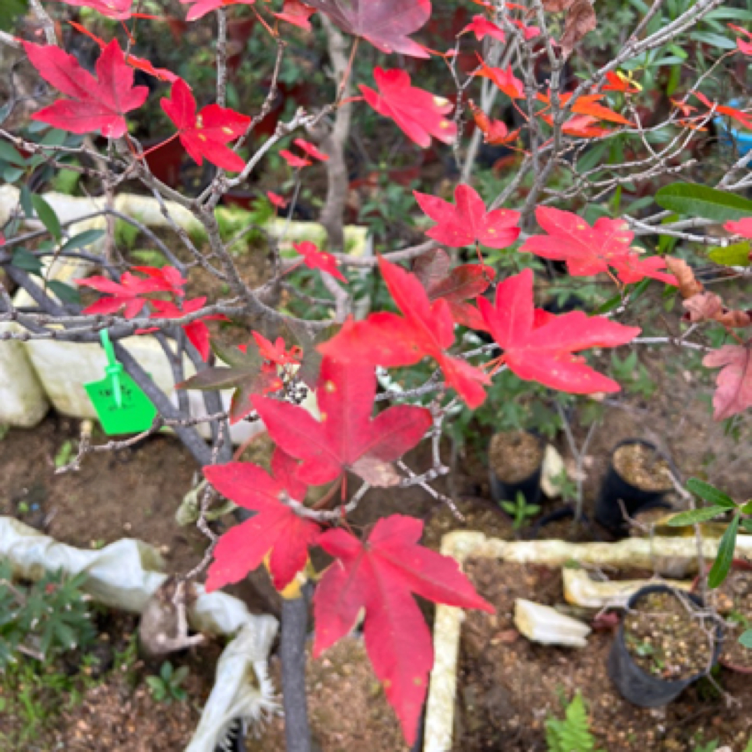 熟桩海岛石枫、春花、栀子花、相思树，一物一拍，直播间专用，非请勿拍
