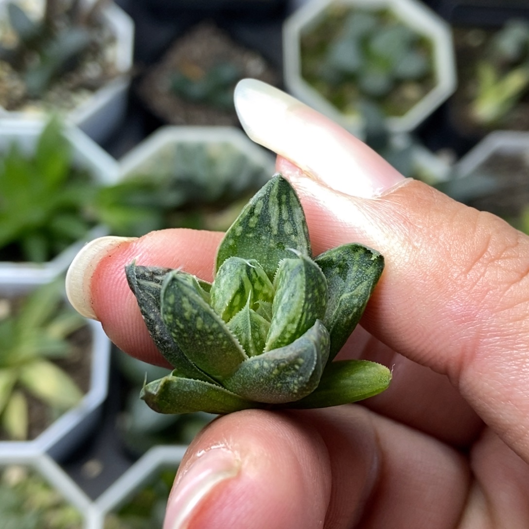 是是是是是是是是是寿