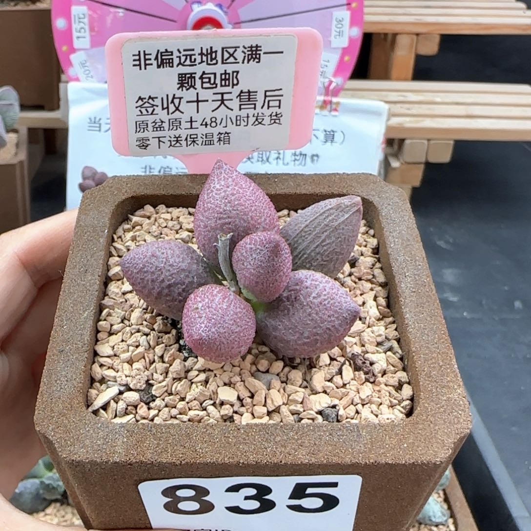 835少女心多肉植物