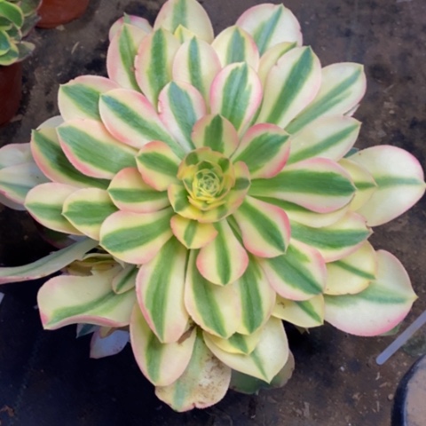 香妃多肉植物3905