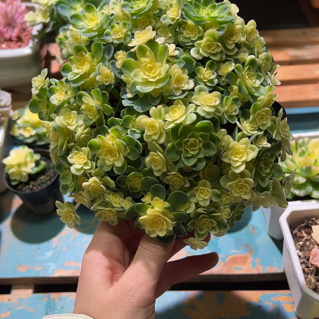 猫眼玫瑰锦全锦大盆