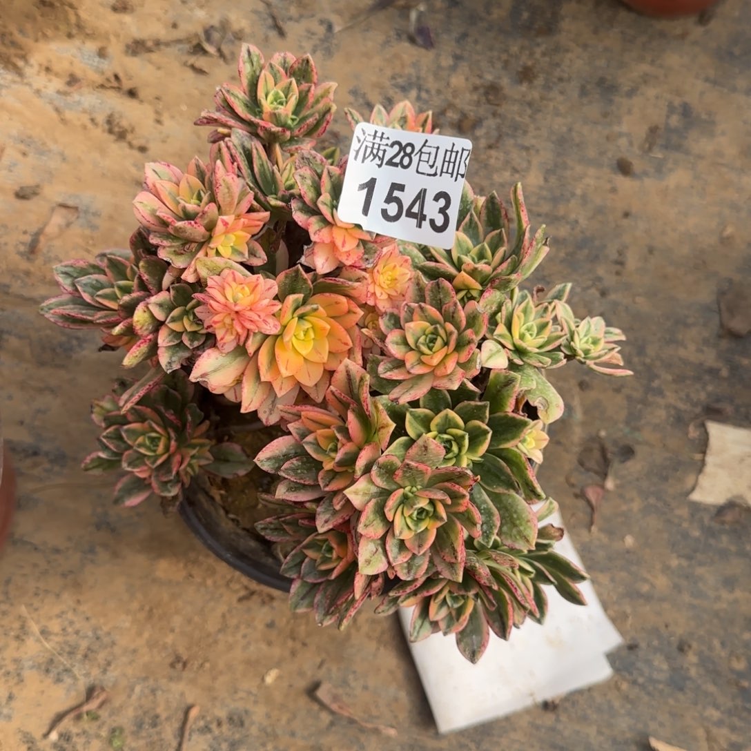 甜茶多肉1543点满28包邮断枝不包