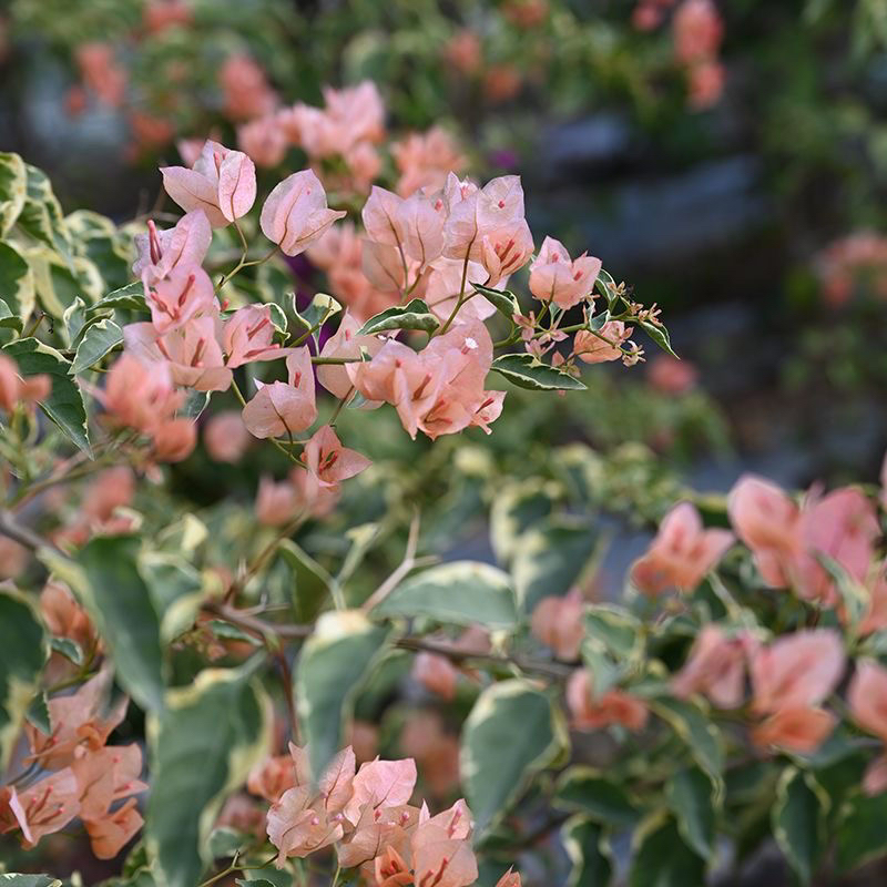 三角梅 马斯勤花品种四季开花阳台花卉盆栽 掉花掉叶不售后