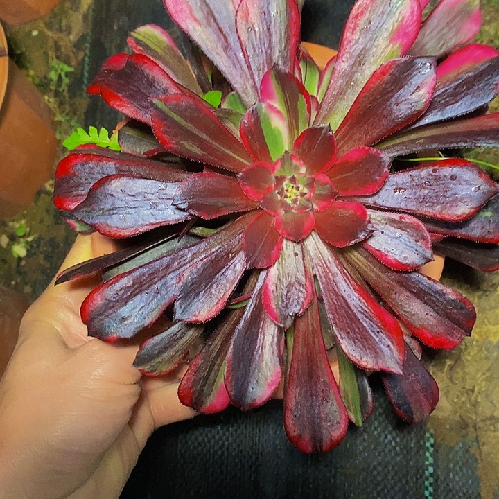 同花顺多肉植物法师