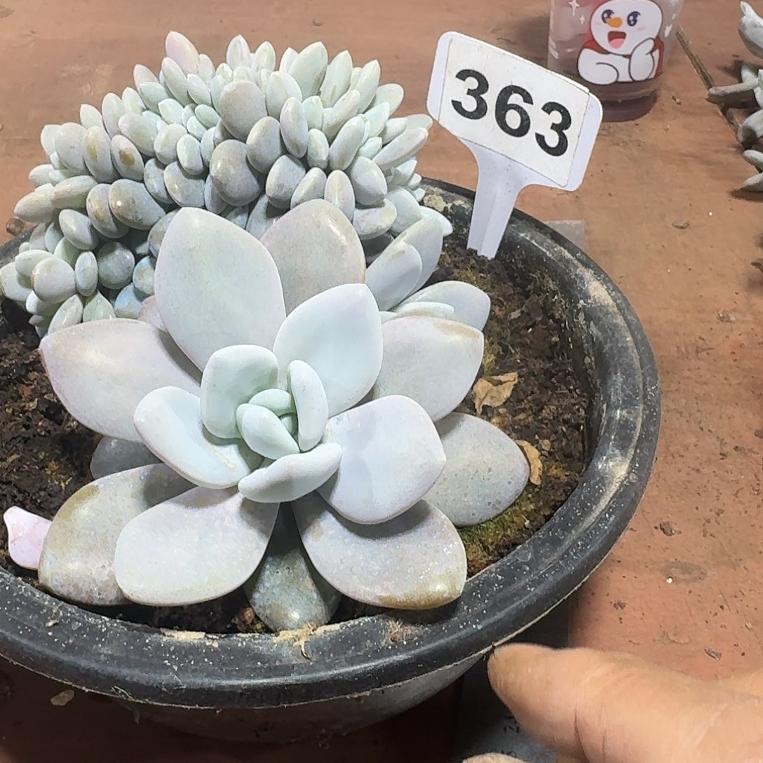 晓***肉363粉兔缀123456789