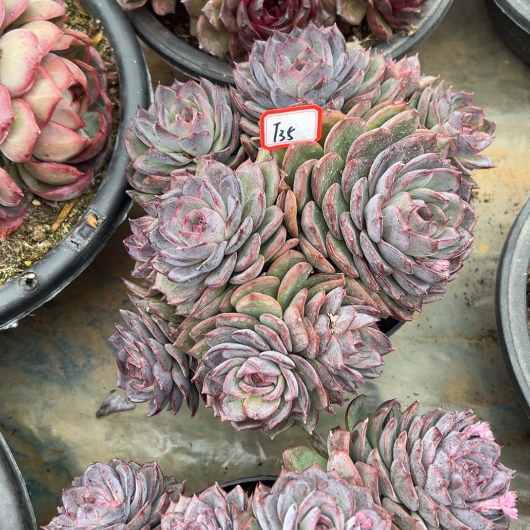 葛****精品多肉植物老桩