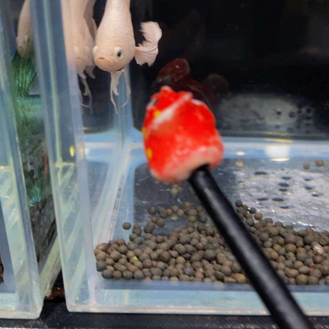 热带鱼公493巨斗