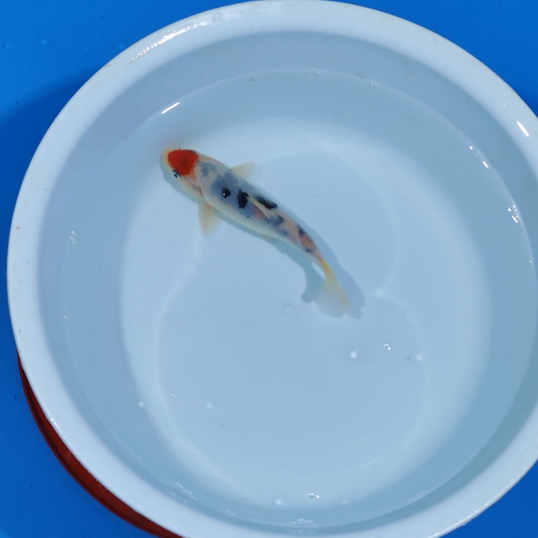 锦鲤13公分不寄养手术过