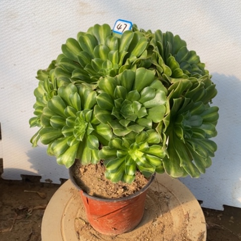 翡翠琉璃一物一拍