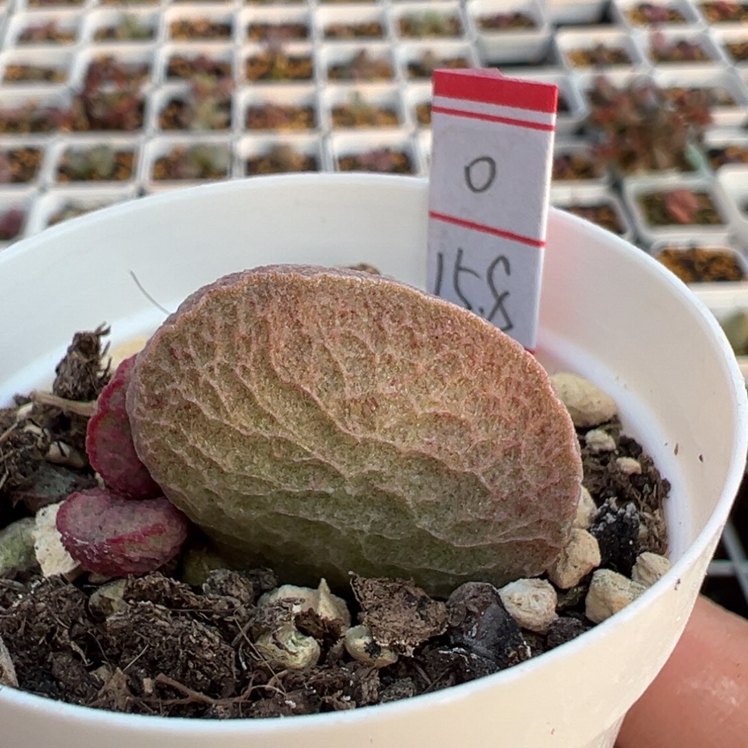 实生新品多肉植物水泡