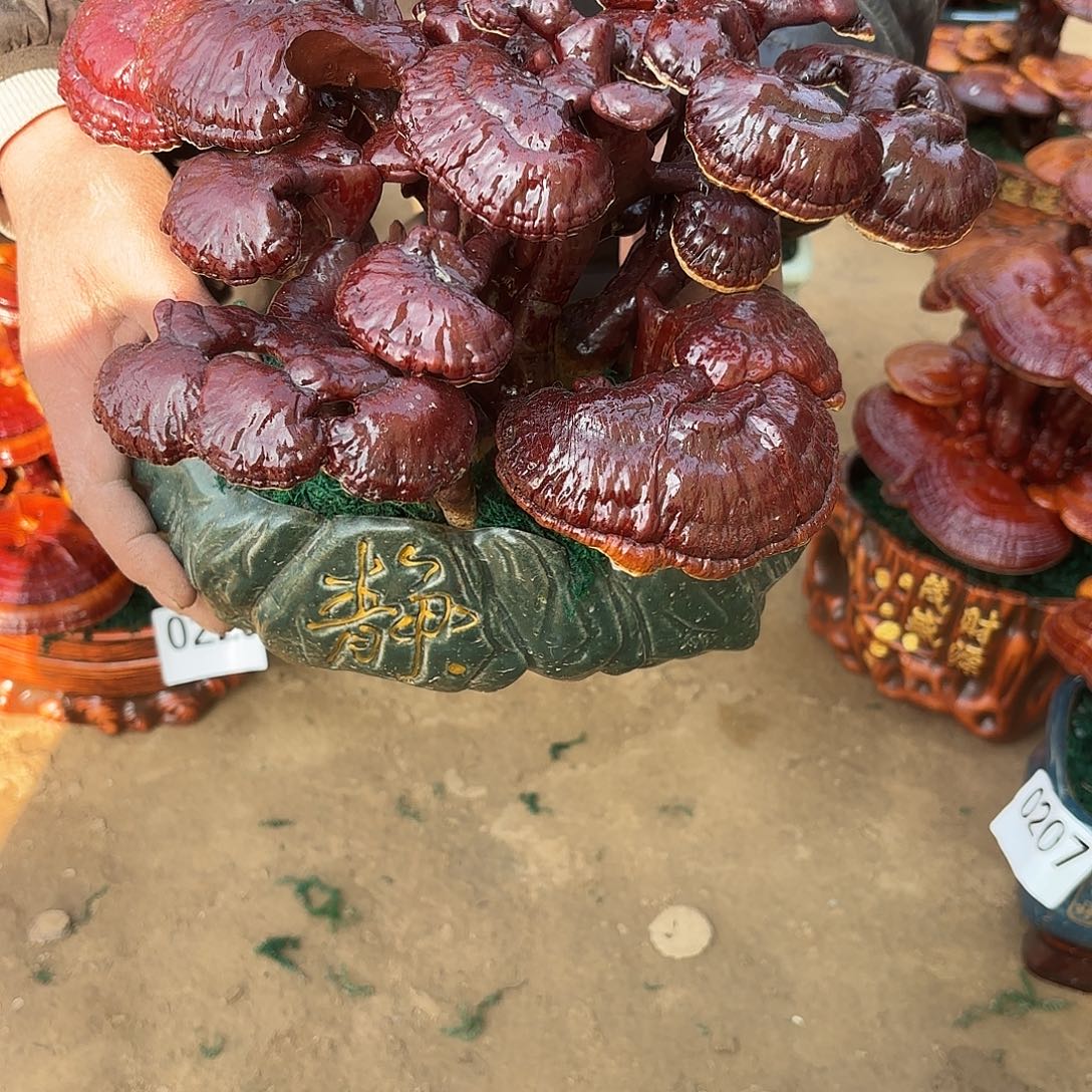 无花朵灵芝是我国著名植物