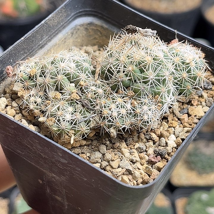 松球属实生球群2颗一组