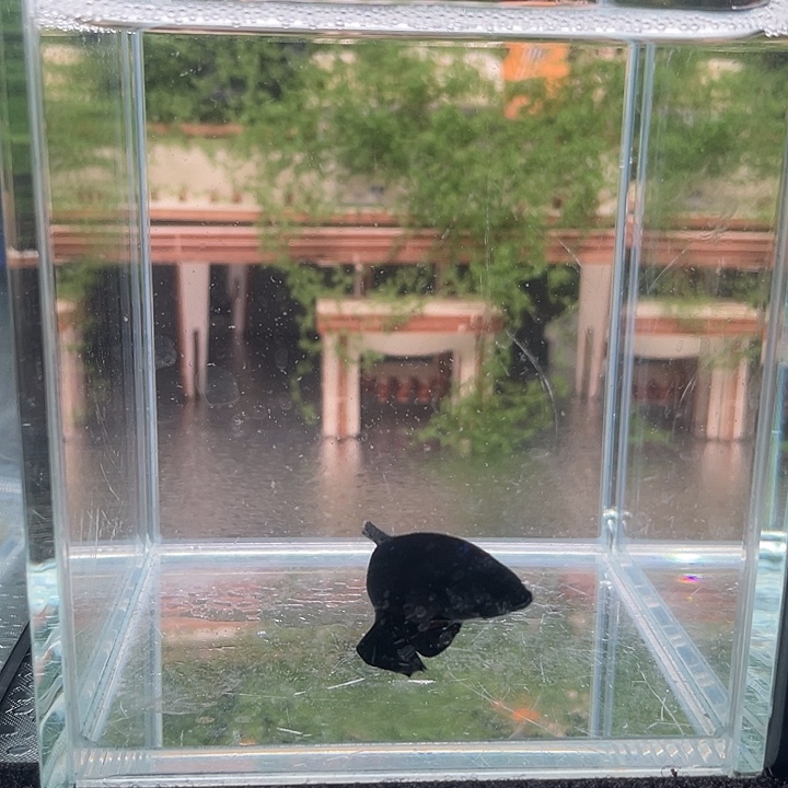斗鱼活体不退不换谢谢