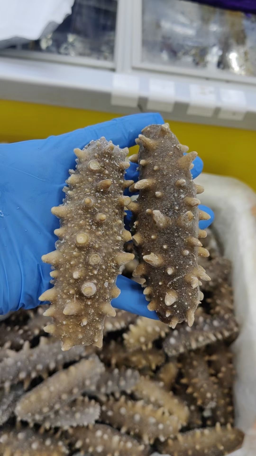 福建连江发货 海参8到10粒一斤（推荐老人小孩吃）