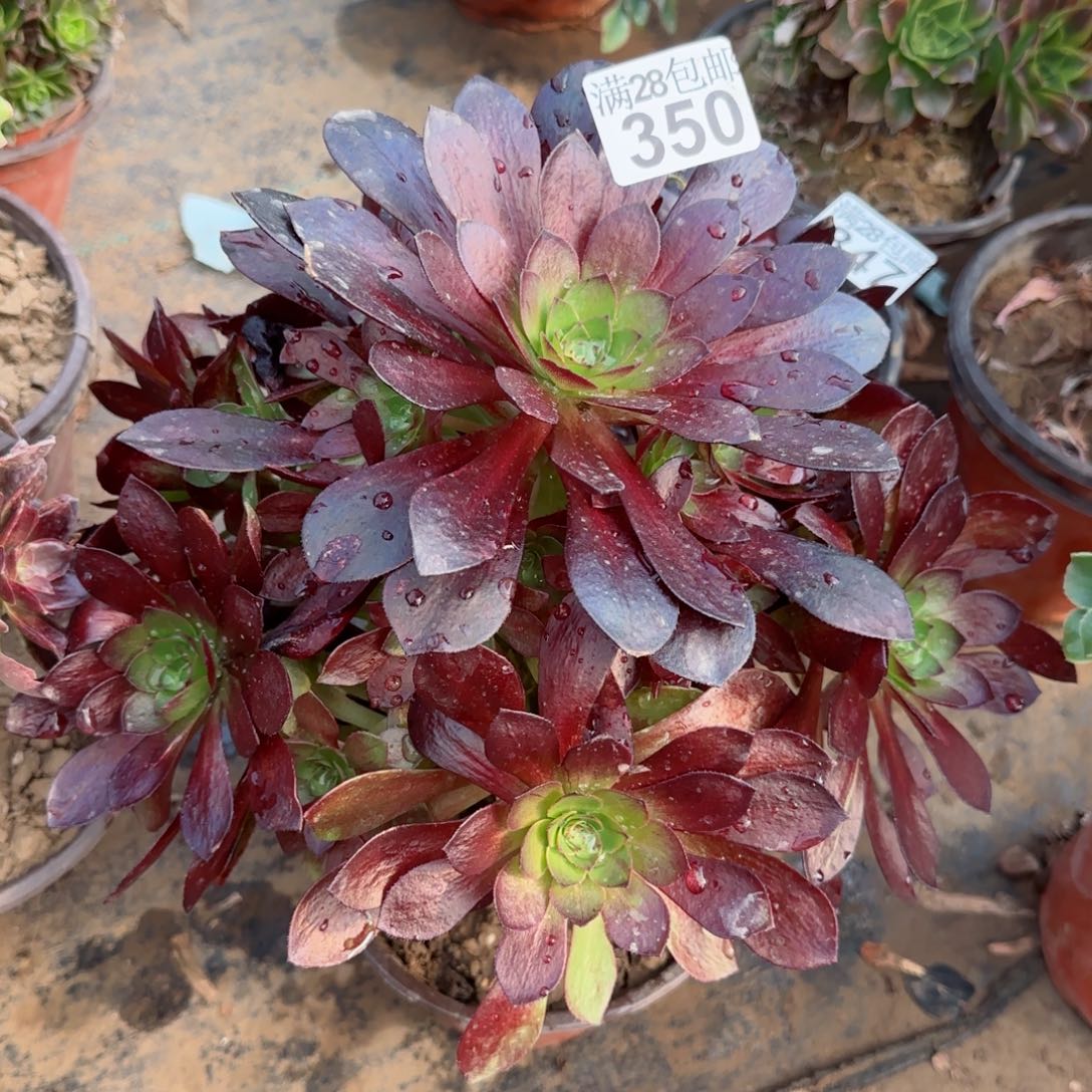 黑魔多肉350满28包邮断枝不包