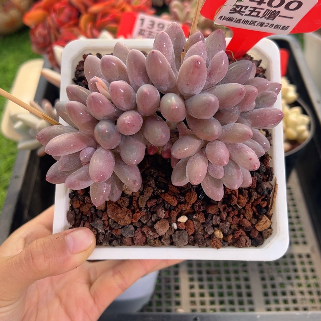 表妹精品多肉1400.