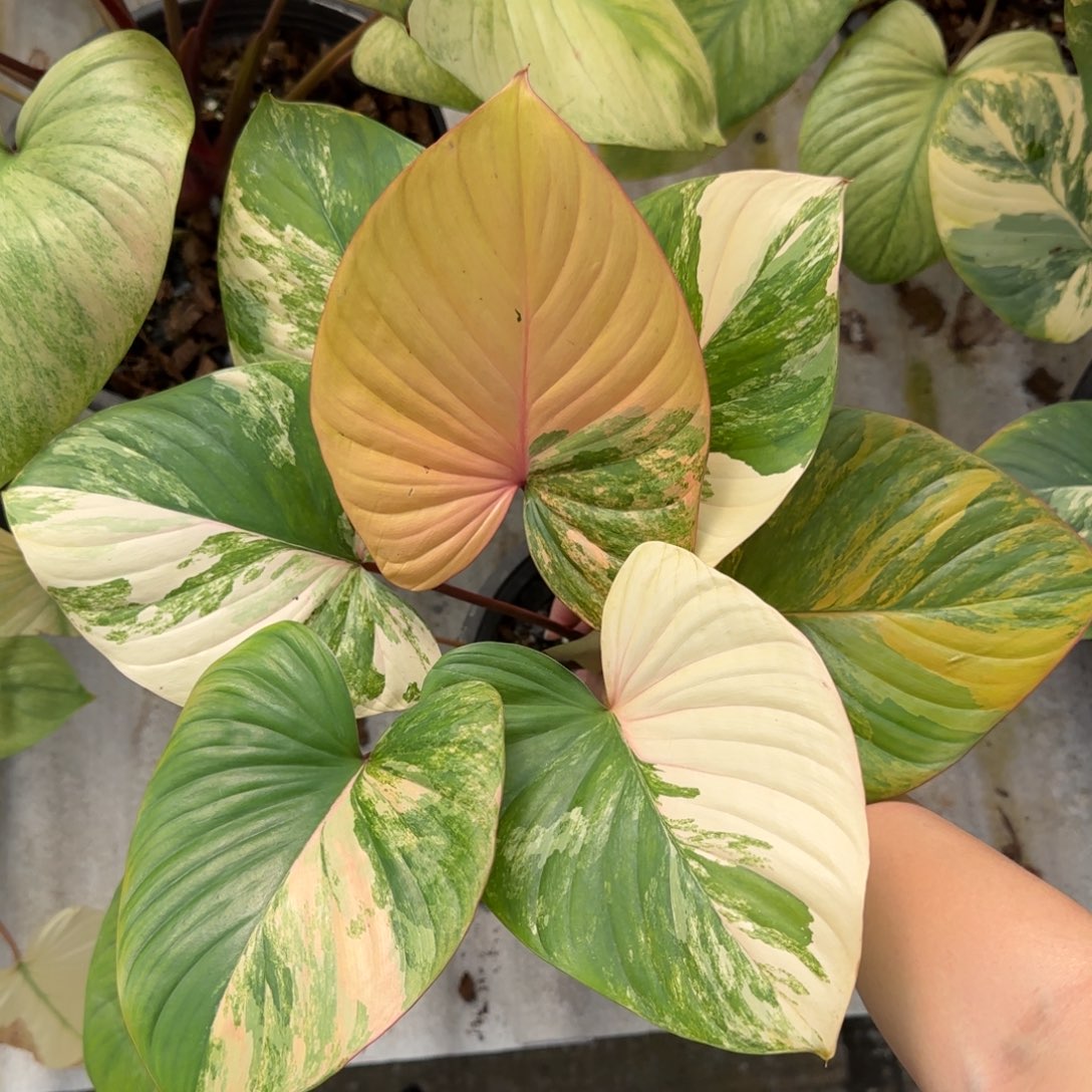 R402-1228黄锦千年健