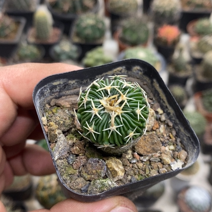 实生太刀岚特价福利