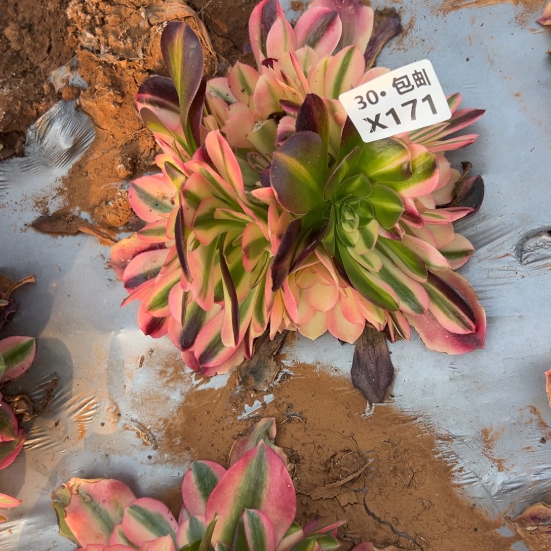 171红秀，多肉法师