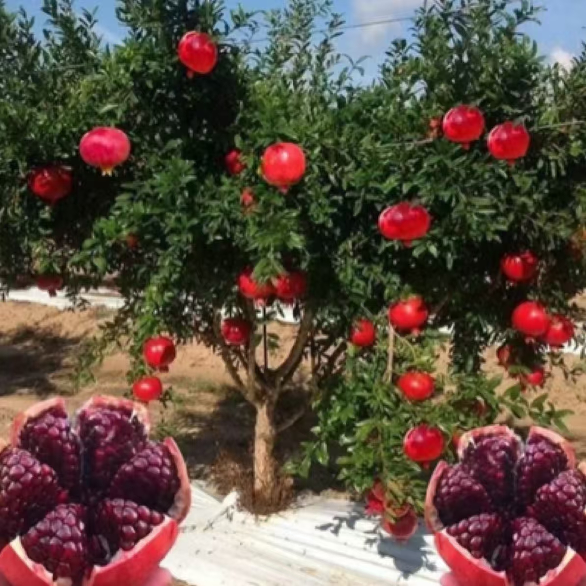 【石榴】大红袍大果甜石榴树苗好成活易管理土球带果发货南北方种植