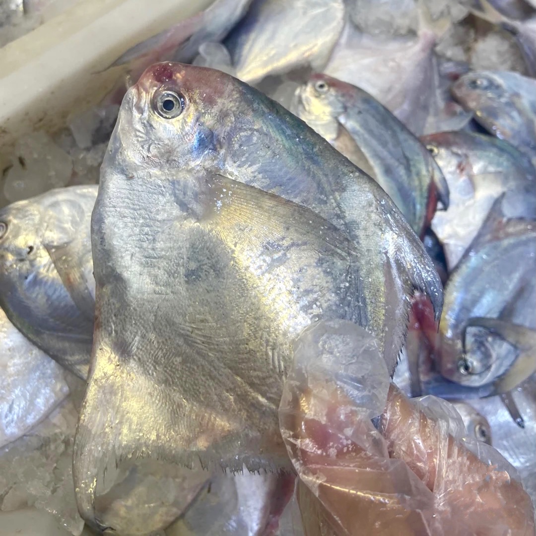 拍5斤送1斤 到手6斤去内脏野生银鲳鱼/顺丰包邮5
