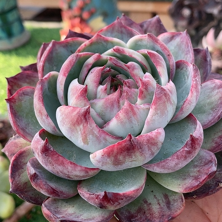 惊鸿大单头福利款