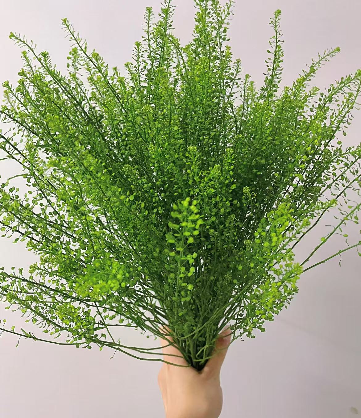 配草【绿铃草】鲜花配草 基地鲜花云南直发 两单升级冷链发货