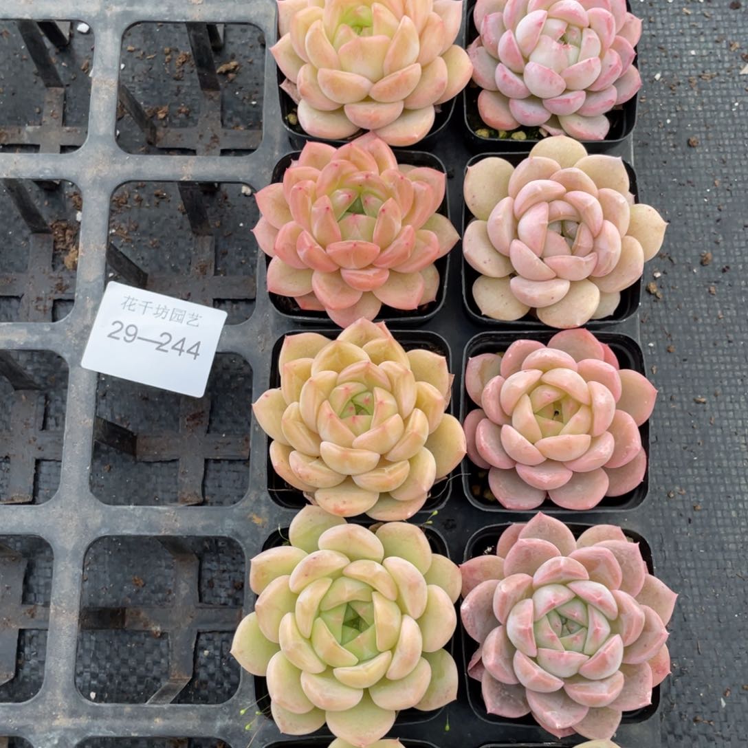 一物一拍10棵29-244