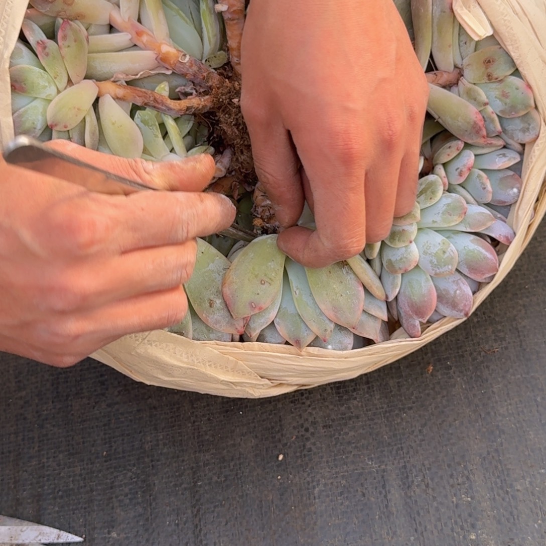 手***前梦露锦精品老桩多肉