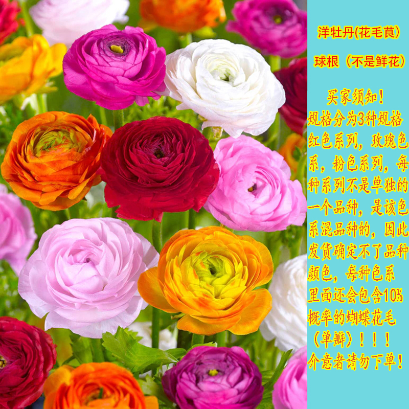波斯花毛茛（洋牡丹）芹叶牡丹球根秋季室内种植 适合盆栽