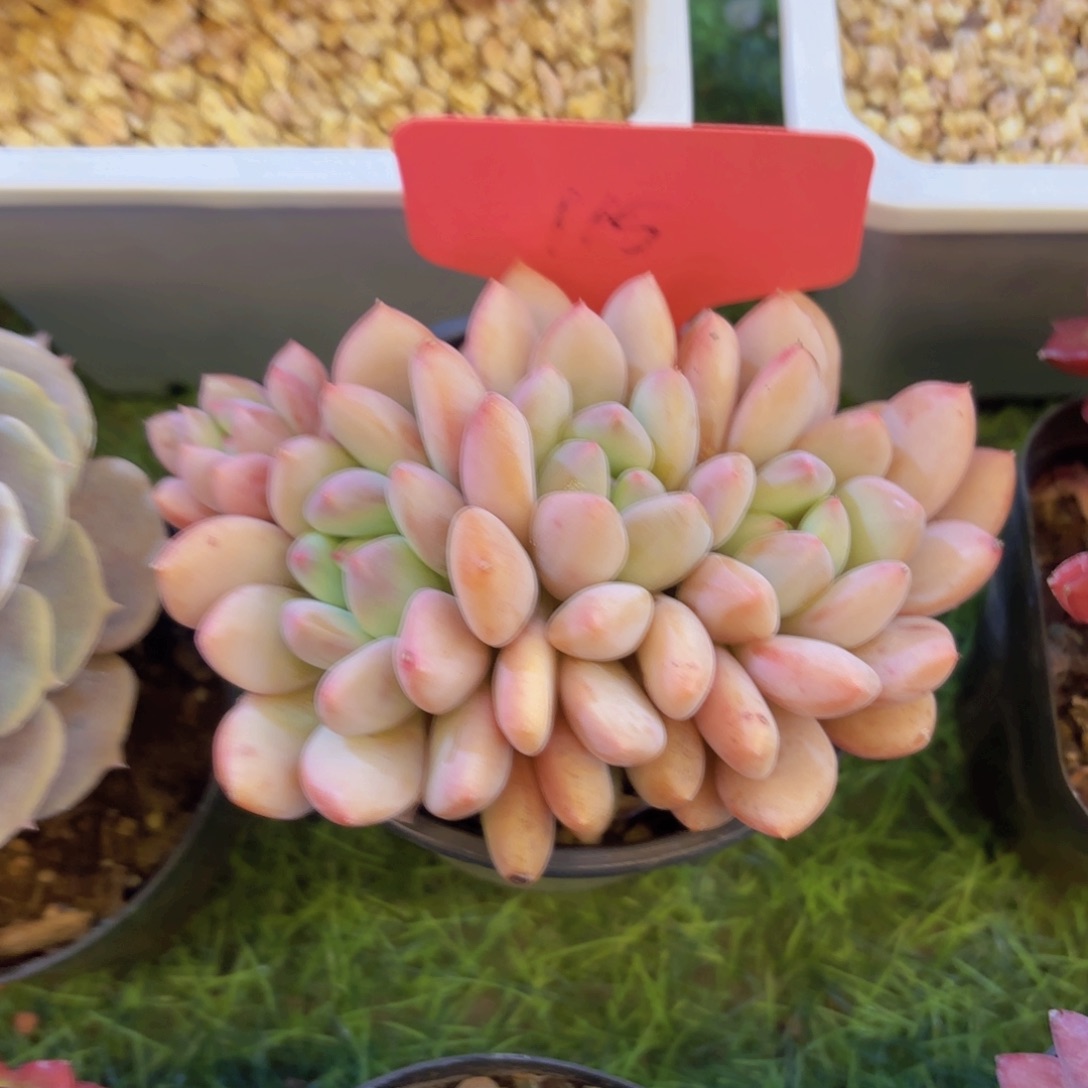 小***堡云南金致家精品多肉