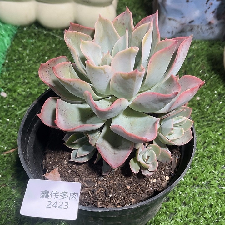 鑫伟多肉美国蓝光2423