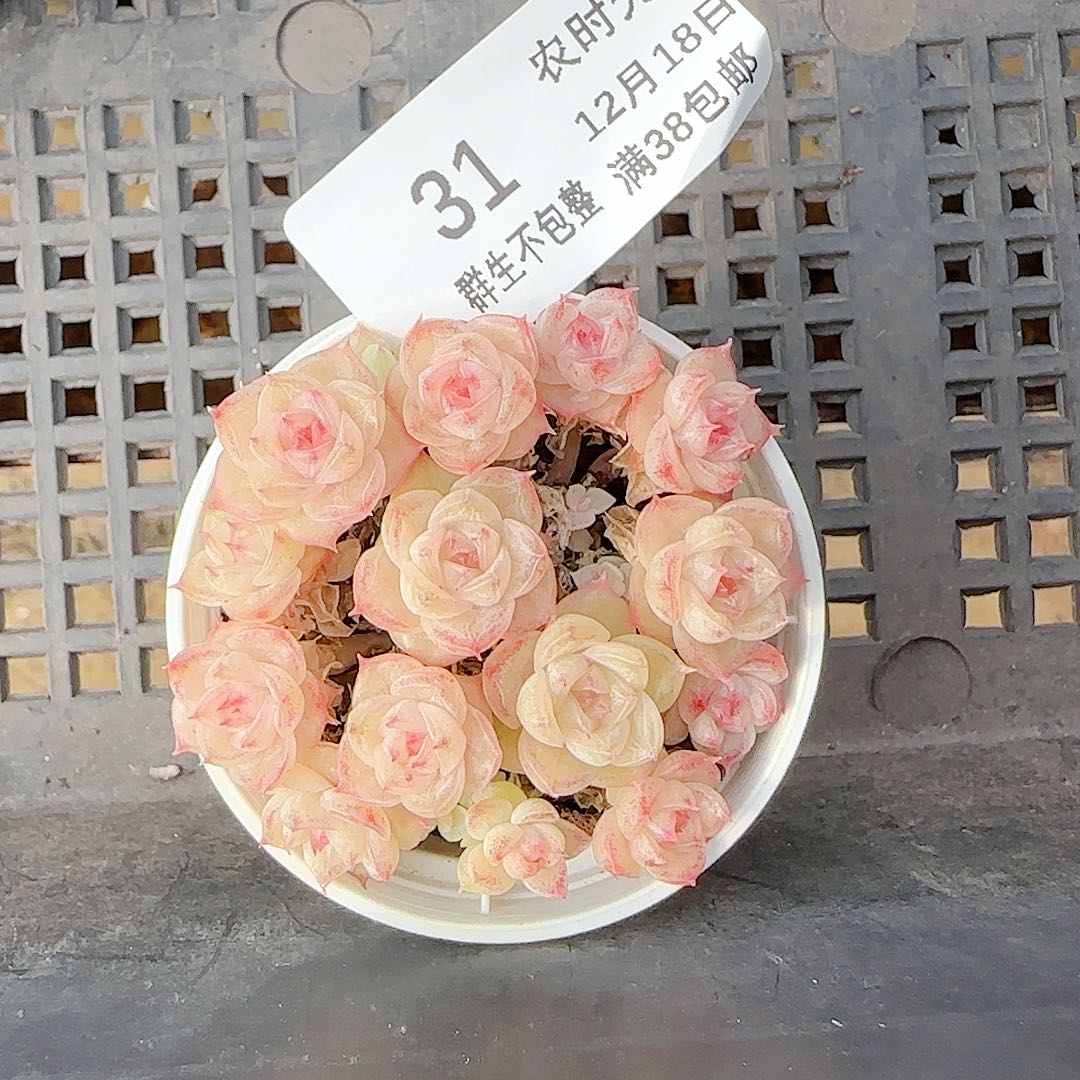 枫***。1218-32（ttp-52-3）