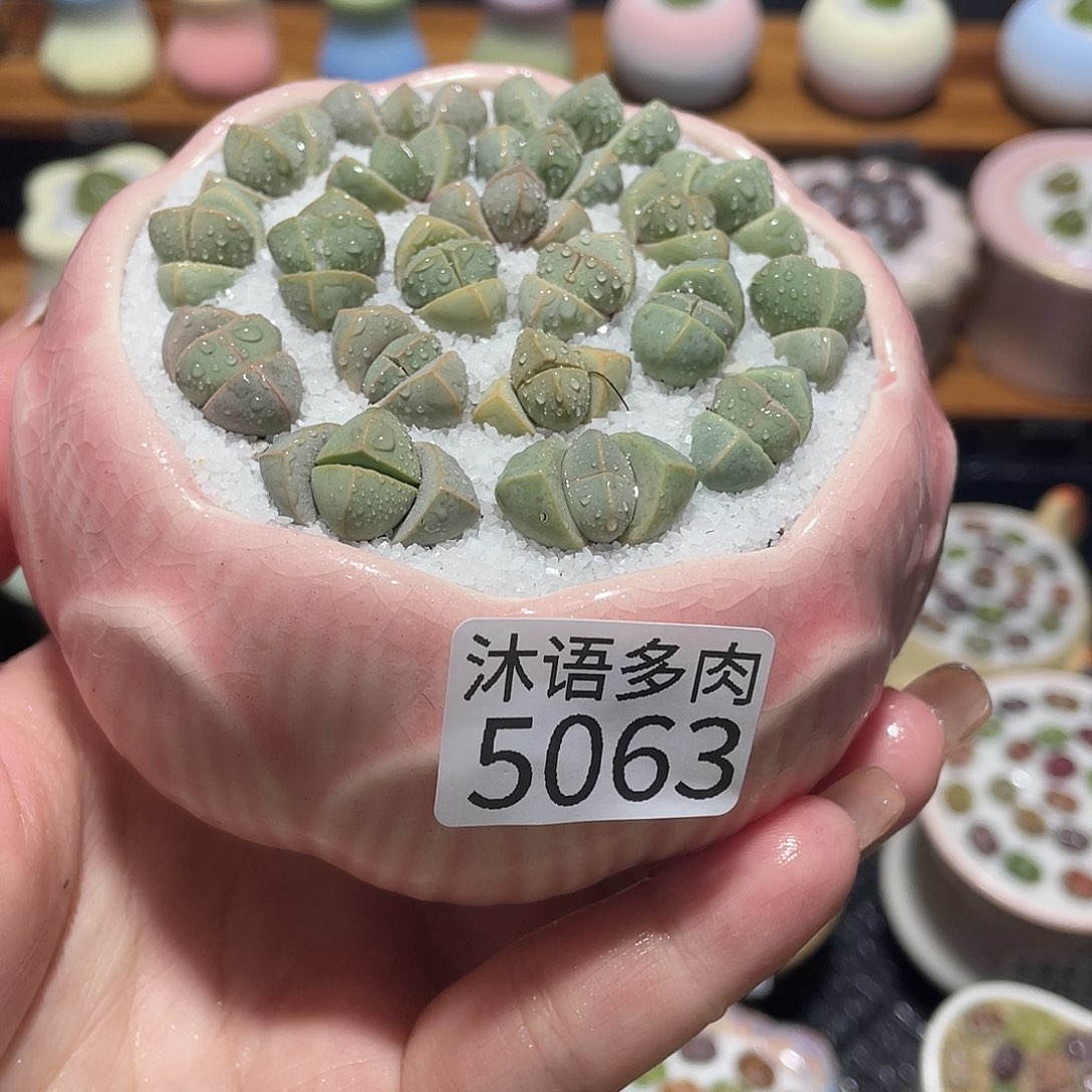 带盆土植物 一物一拍5063