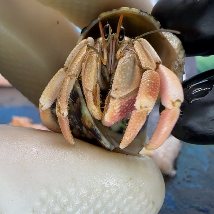 A72粉钳 灰白1.5cm口径