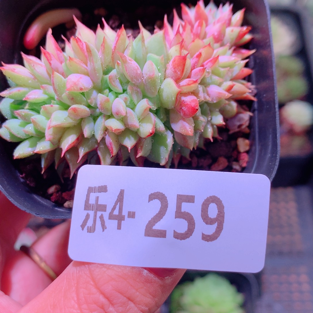 乐然4-259 拉姆雷特缀化 