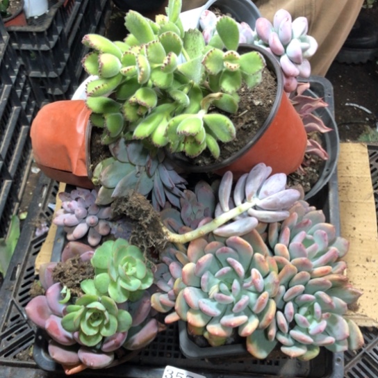 框拍，3574，微瑕，介意慎拍