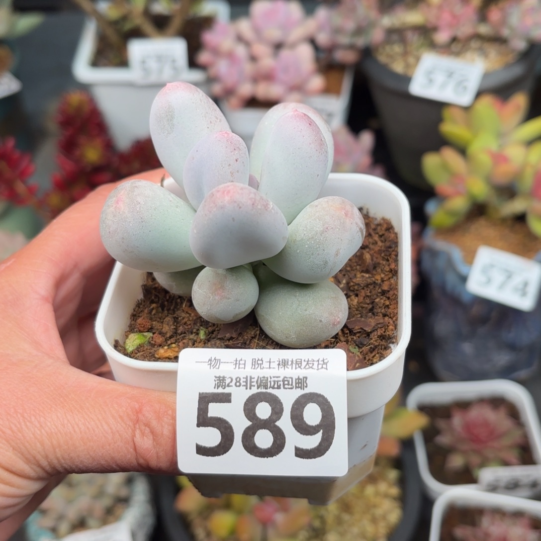 米可奶无盆土发货