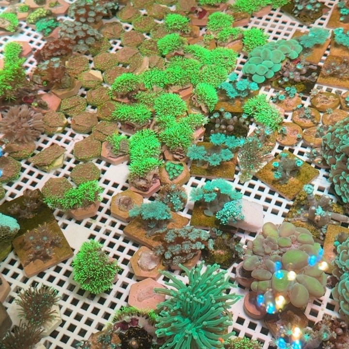 s***1奶嘴海葵草皮2222