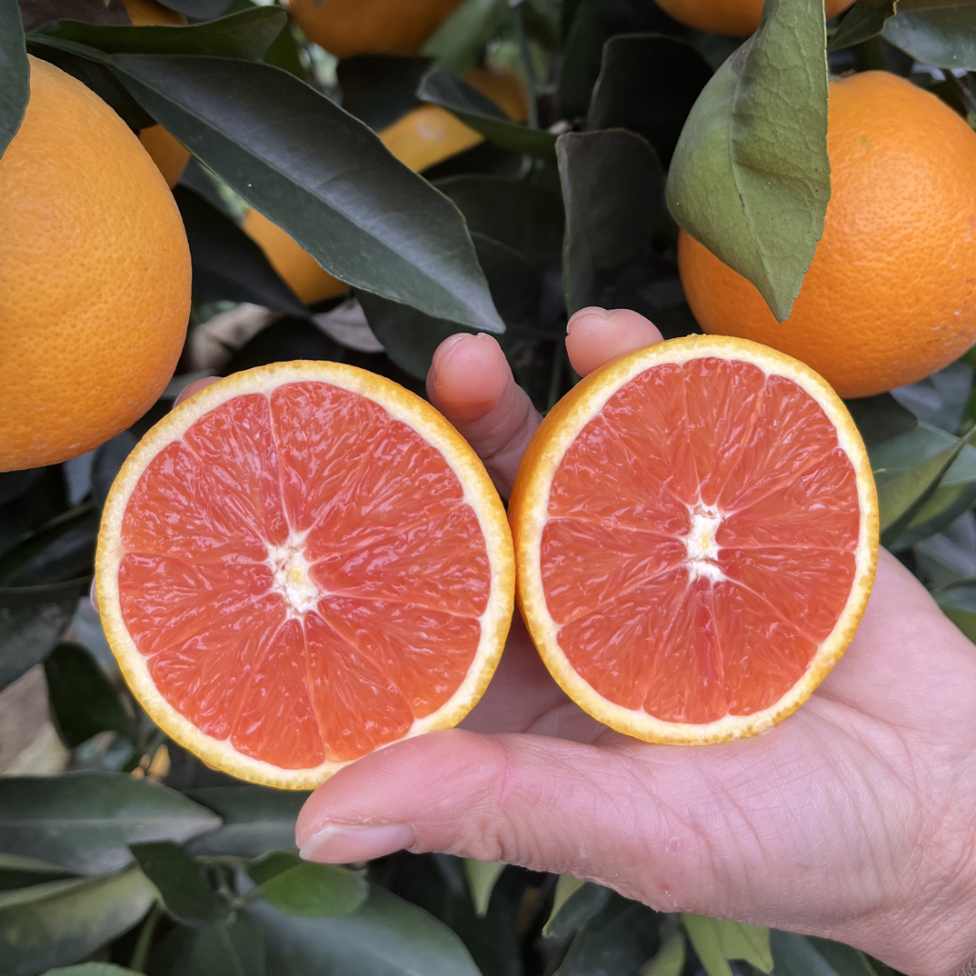 乡村应季纽荷尔红肉脐橙鲜甜多汁新鲜采摘通话现摘现发橙子